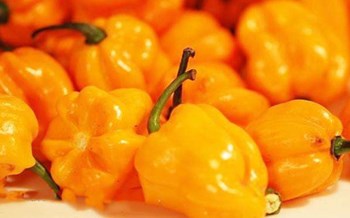 陵水黃燈籠辣椒：氣味芳香食后令人回味無窮
