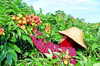 文昌荔枝蓮霧榮獲海南農(nóng)博會(huì)農(nóng)產(chǎn)品擂臺(tái)賽一等獎(jiǎng)