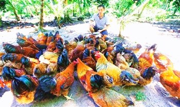 文昌：潭牛文昌雞一年“養(yǎng)”出2.8億元