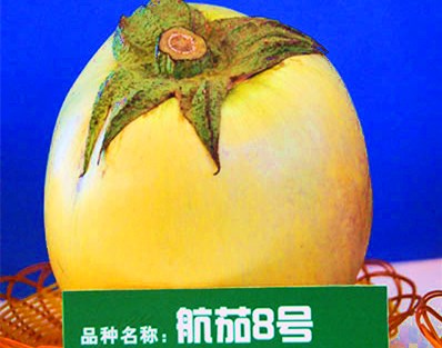海南：航茄長(zhǎng)得快病蟲(chóng)害少開(kāi)花多
