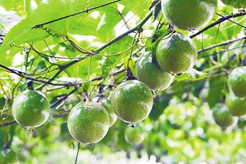 保亭：打造熱帶農(nóng)業(yè)品牌，推動(dòng)農(nóng)業(yè)提質(zhì)增效