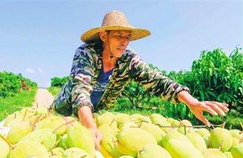 昌江農(nóng)業(yè)結(jié)構(gòu)持續(xù)優(yōu)化農(nóng)業(yè)發(fā)展遍地開花 