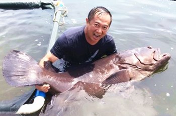 臺(tái)灣商人在海南養(yǎng)石斑魚魚卵最高竟賣到7萬(wàn)元一公斤
