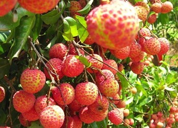 ?？冢捍蝽懟鹕嚼笾ζ放铺嵘r(nóng)產(chǎn)品競(jìng)爭(zhēng)力