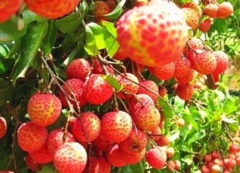 陵水第二屆電商扶貧節(jié)簽訂荔枝等大宗農(nóng)產(chǎn)品采購協(xié)議