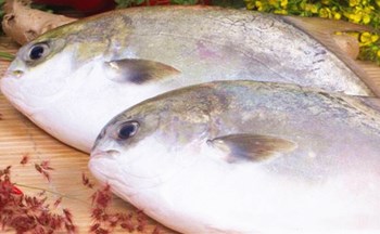 澄邁金鯧魚：其魚肉為白色、細嫩、鮮美可口