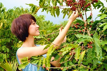 澄邁福山從荒草滿坡到游客紛至，咖啡產(chǎn)業(yè)功不可沒