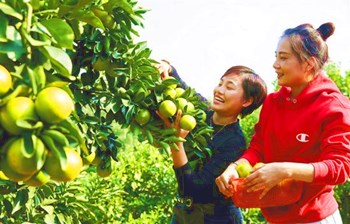金秋時節(jié)，澄邁福橙將迎來收獲季