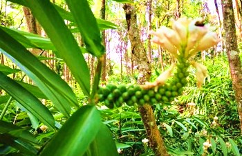 瓊中蜂蜜：推進區(qū)域品牌建設延伸打造“蜂”產業(yè)集群