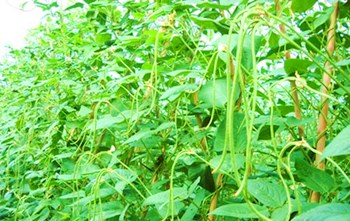 樂東縣積極抓好冬春瓜菜生產(chǎn)增加農(nóng)民收入