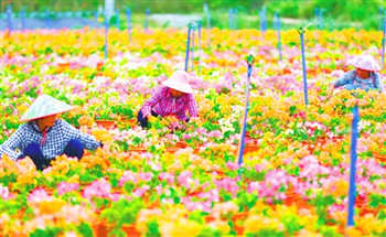 定安：接到的首筆大單，有力促進(jìn)花農(nóng)增收