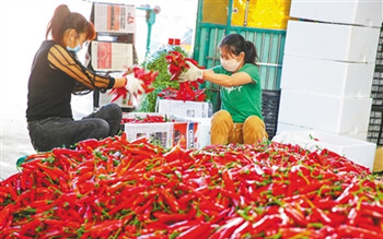 定安：農(nóng)戶豐收的瓜菜運(yùn)往河南、北京等地
