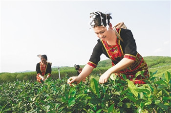 海墾有機茶全方位打造生態(tài)有機茶園