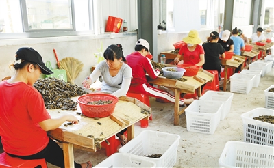 澄邁文儒鎮(zhèn)建檳榔環(huán)保加工廠檳榔市場價格看好