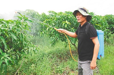 昌江村民符祥文放牛、養(yǎng)魚、種芒果，唱響致富田園牧歌