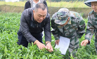昌江縣農(nóng)技中心為種植戶送去冬季瓜菜防寒技術