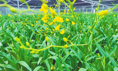 白沙打安村特色種養(yǎng)潛力大，產(chǎn)業(yè)發(fā)展勢(shì)頭喜人