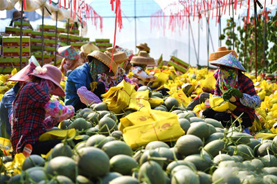 樂(lè)東：以“三品”為總抓手，打造現(xiàn)代農(nóng)業(yè)發(fā)展新格局