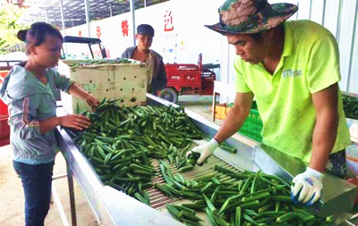 保亭瓜菜陸續(xù)采摘上市 收購價較往年穩(wěn)中有升