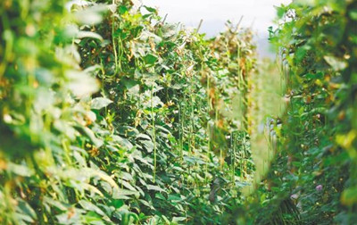三亞崖州果蔬綜合批發(fā)市場冬季瓜菜交易量持續(xù)攀升