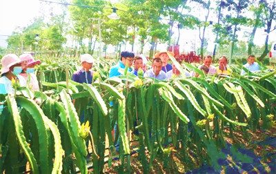 陵水本號(hào)鎮(zhèn)打造火龍果產(chǎn)業(yè)，夯實(shí)技術(shù)提高種植質(zhì)量