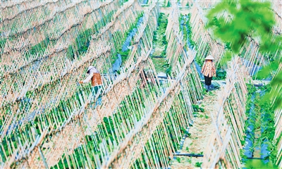 定安：激發(fā)基層活力，助推鄉(xiāng)村振興