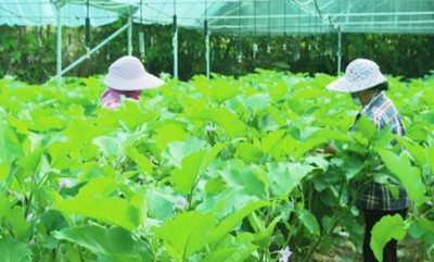 保亭：確保群眾吃上平價(jià)菜、放心菜