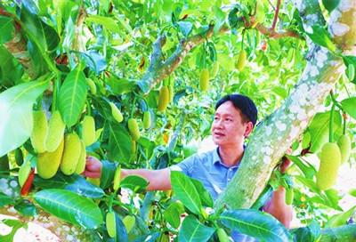 三亞育才馬腳村：特色產(chǎn)業(yè)促進鄉(xiāng)村振興