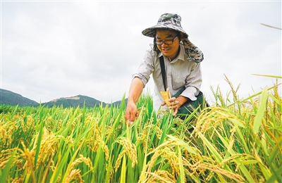 陵水：南繁作物迎來(lái)了今年首批種子豐收