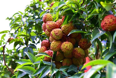 ?？诨鹕嚼笾α料嗍讓弥袊鴩H消費品博覽會