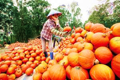 定安紅花嶺50畝貝貝南瓜待售，希望能早點(diǎn)賣(mài)出去
