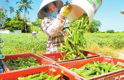 三亞：秋葵進(jìn)入采摘高峰期，每天大量上市銷售