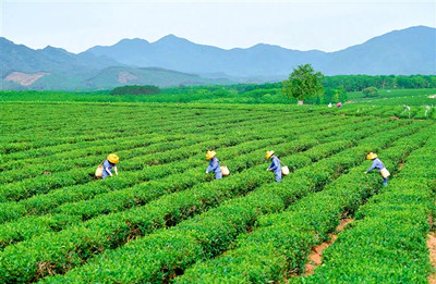白沙：一片茶葉助推農(nóng)民增收、農(nóng)業(yè)增效、農(nóng)村增美