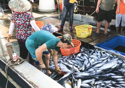 文昌漁民們大獲豐收，帶魚刀鯧魚炮彈魚等新鮮上市