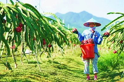 東方：做優(yōu)做強(qiáng)熱帶特色高效農(nóng)業(yè)