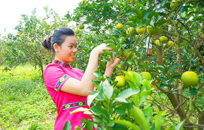 瓊中：創(chuàng)新溯源碼保護(hù)“瓊中綠橙”品牌