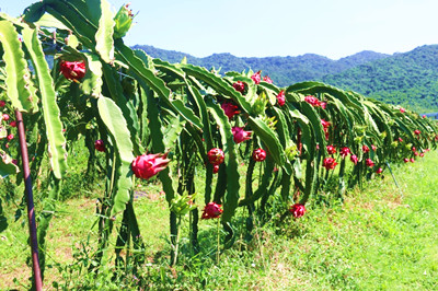 三亞：催生鄉(xiāng)村振興新業(yè)態(tài)，實(shí)現(xiàn)農(nóng)業(yè)全鏈條拓展升級