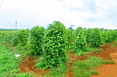 ?？跇涞麓鍞?shù)百畝胡椒林，胡椒長(zhǎng)勢(shì)喜人，碩果累累