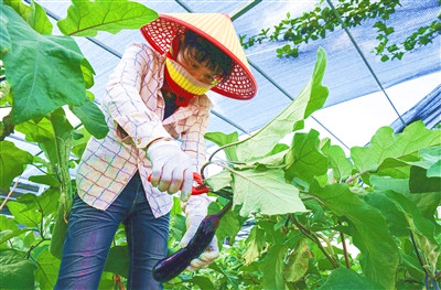 陵水：品質(zhì)和數(shù)量上去了，蔬菜價格降下來了