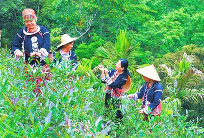 走進早春的五指山，去品一品這五指山的早春之茶