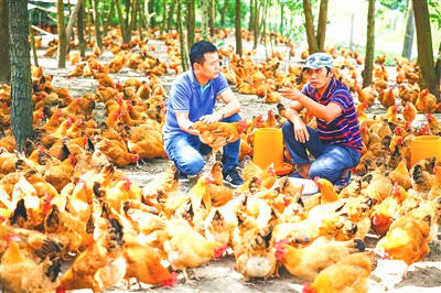 “傳味模式”實現(xiàn)業(yè)態(tài)互補，為鄉(xiāng)村振興注入持久動力