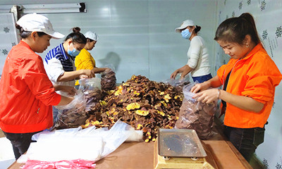 定安：引導(dǎo)企業(yè)堅(jiān)守品質(zhì)、做強(qiáng)農(nóng)產(chǎn)品品牌