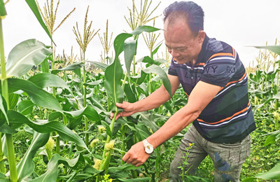陵水三才鎮(zhèn)水果玉米迎來豐收，將擴大種植面積