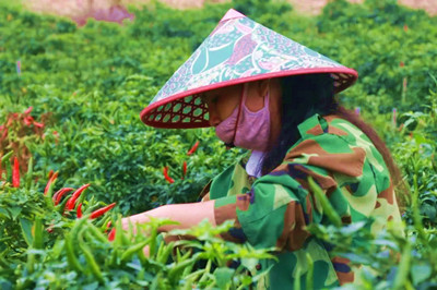 昌江水富村朝天椒價格持續(xù)看好，農(nóng)戶忙采摘
