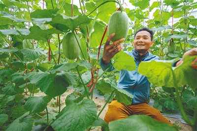 樂東哈密瓜種植面積7萬畝，總產(chǎn)值40億元