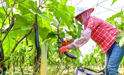 ?？隈R坡洋蔬菜基地新品種長茄迎來大豐收，可采摘8個月