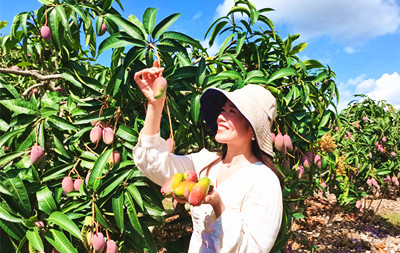 三亞芒果為區(qū)域公用品牌升級(jí)提供示范樣本