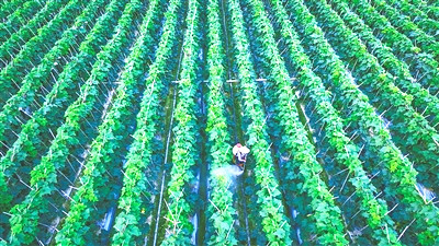 定安大力發(fā)展瓜菜種植、淡水養(yǎng)殖等優(yōu)勢特色產(chǎn)業(yè)