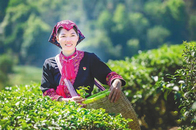 發(fā)展生態(tài)茶產業(yè)，水滿茶產業(yè)發(fā)展持續(xù)向好