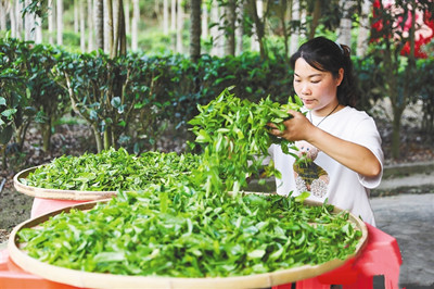 五指山毛納村：茶農(nóng)開(kāi)始抱團(tuán)發(fā)展，茶葉銷往全國(guó)各地